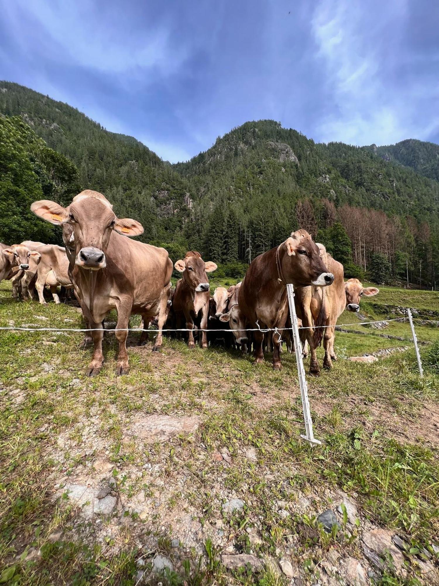 Botep Ai Tigli Bed & Breakfast San Pellegrino Terme Exterior photo